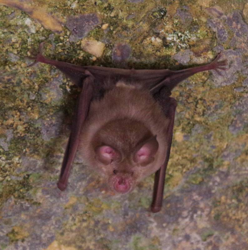 Naxos topoguide: Lesser Horseshoe Bat (Rhinolophus hipposideros) Naxos topoguide