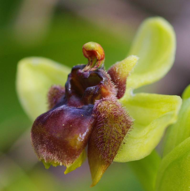 Σέριφος: Ophrys bombyliflora Σέριφος topoguide