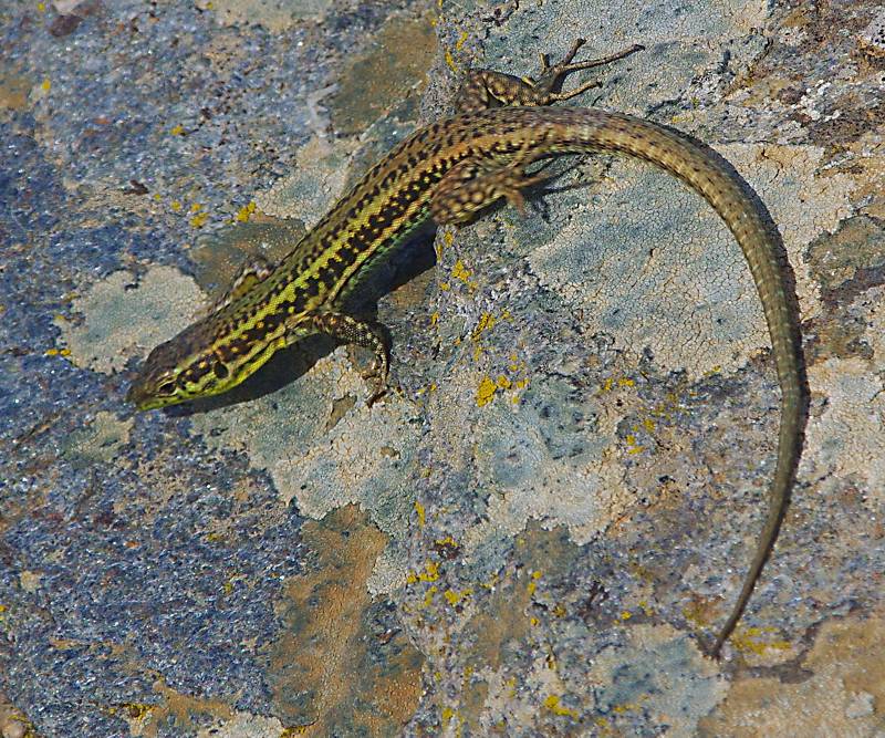 Serifos: Erhard's wall lizard (Podarcis erhardii) Serifos topoguide