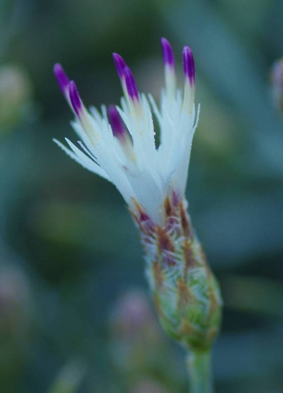 Sifnos topoguide: Centaurea spinosa Sifnos topoguide