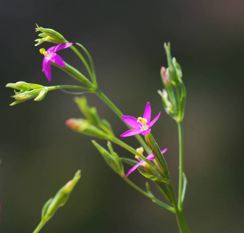 Sifnos topoguide: Centaurium tenuiflorum Sifnos topoguide