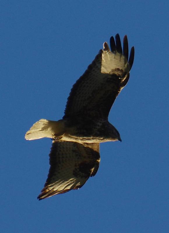 Τήνος: Γερακίνα (Buteo buteo) Τήνος topoguide