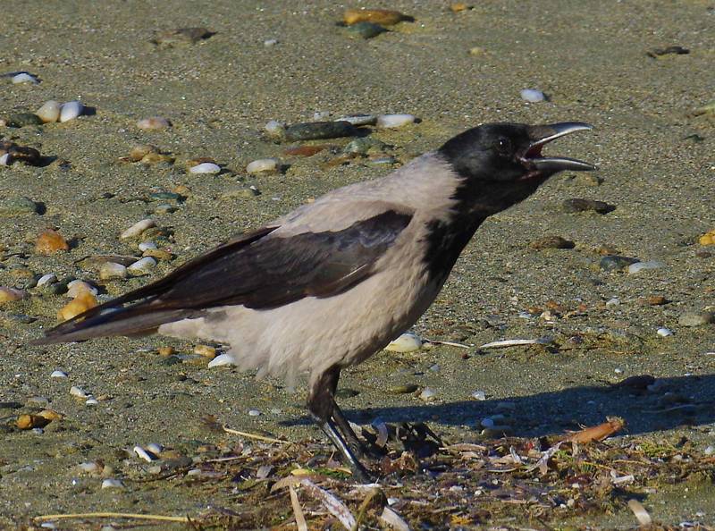 Τήνος: Κουρούνα (Corvus corone) Τήνος topoguide
