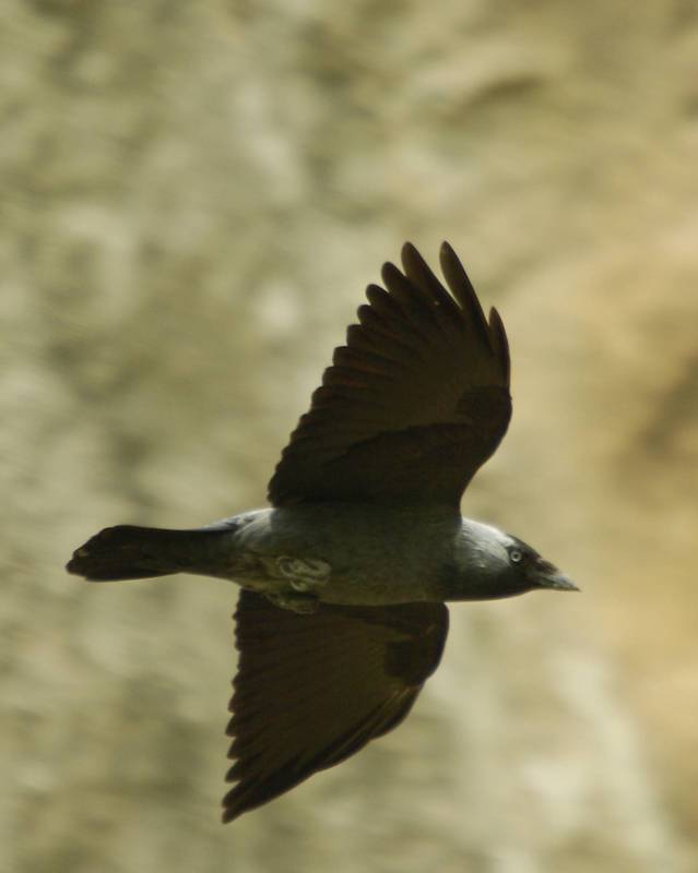 Τήνος: Κάργια (Corvus monedula) Τήνος topoguide