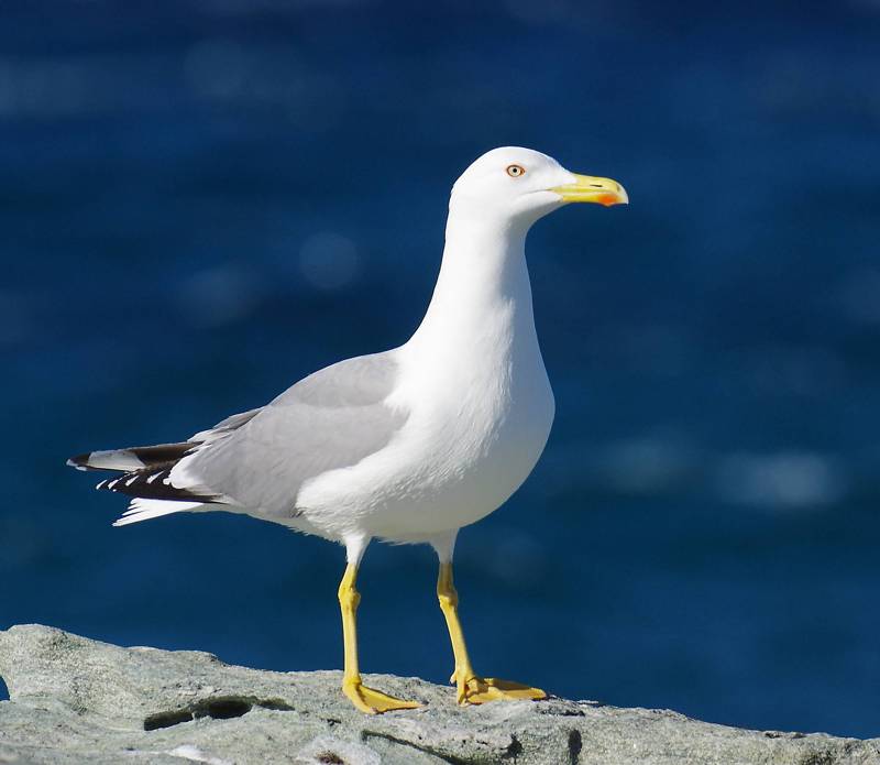 Τήνος: Ασημόγλαρος της Μεσογείου (Larus michahellis) Τήνος topoguide