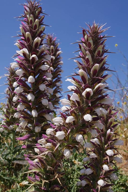 Acanthus spinosus Acanthus spinosus