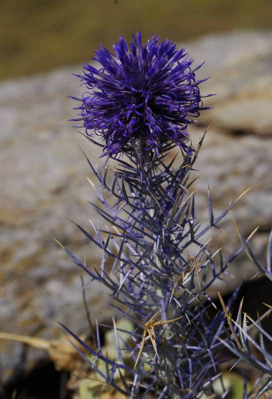 Echinops graecus