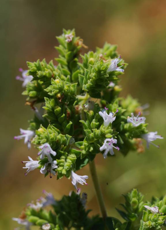 Origanum vulgare