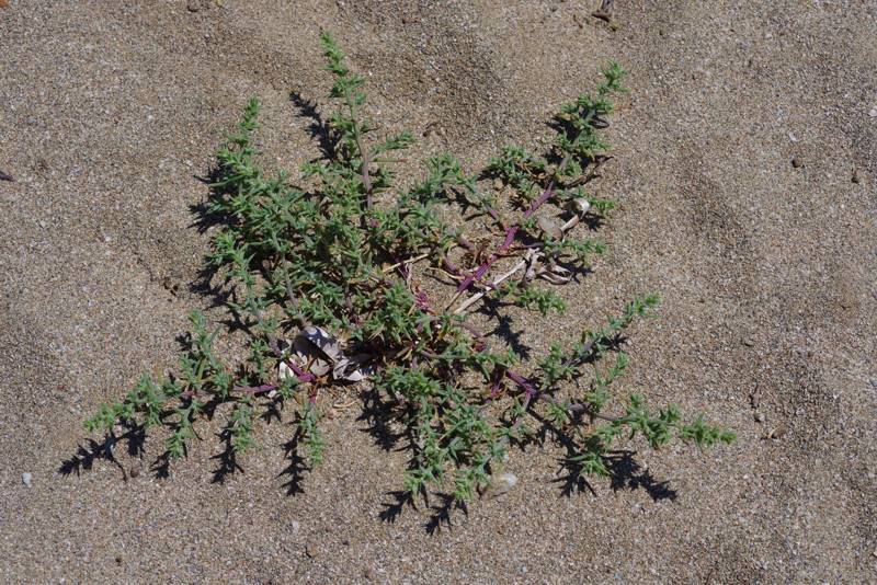 Salsola tragus