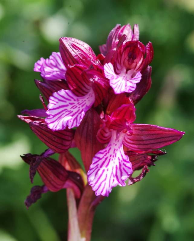 Hiking on Tinos island: Anacamptis papilionacea subsp. aegaea Hiking on Tinos island