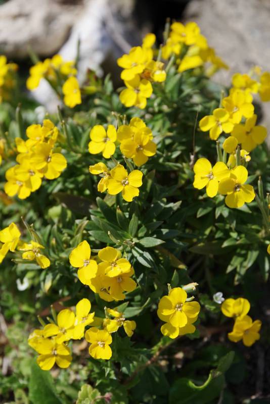 Hiking on Tinos island: Erysimum senoneri Hiking on Tinos island