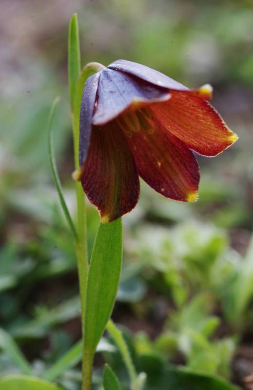 Hiking on Tinos island: Fritillaria erhartii Hiking on Tinos island