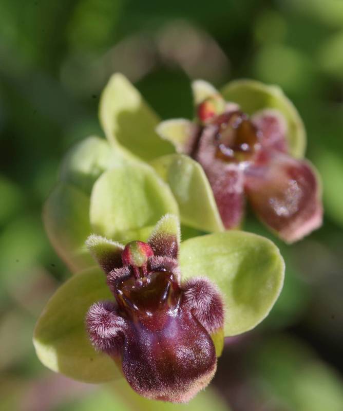 Hiking on Tinos island: Ophrys bombyliflora Hiking on Tinos island