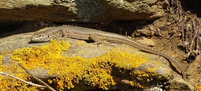 Hiking on Tinos island: Podarcis erhardii mykonensis Hiking on Tinos island