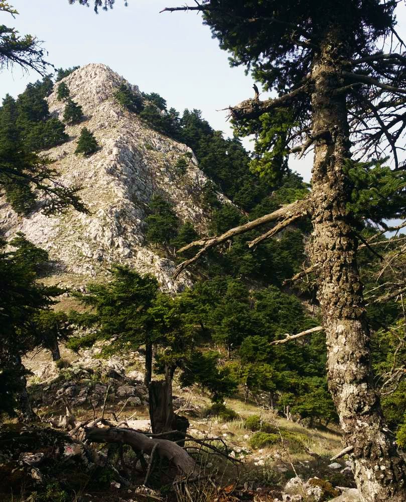 Τσίπουρα-Κορυφογραμμή-καταφύγιο Κιθαιρώνα