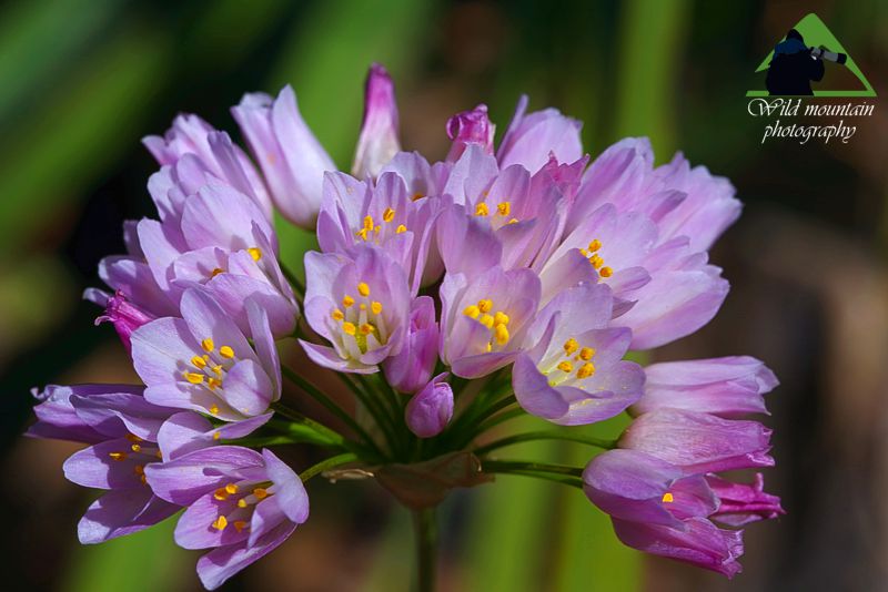 Λυκαβηττός topoguide