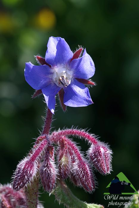 Λυκαβηττός topoguide
