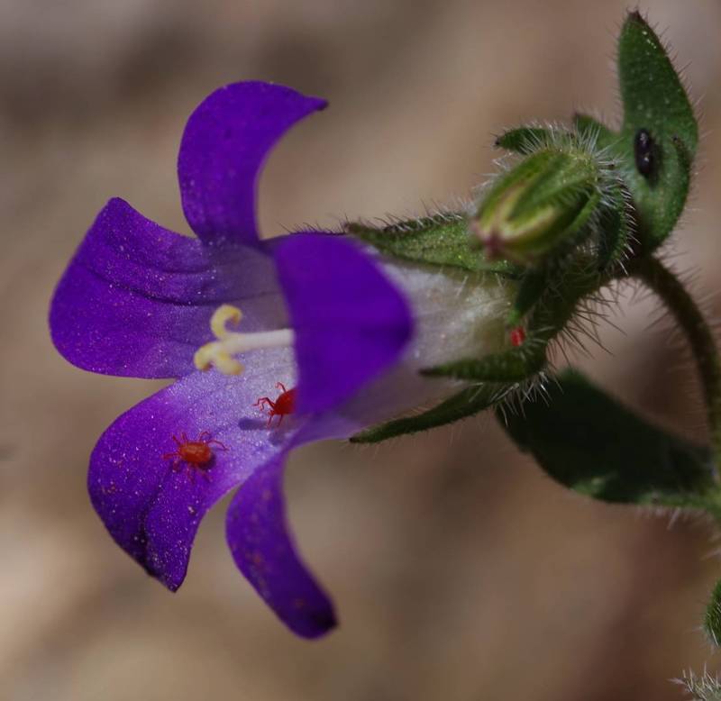 Λυκαβηττός topoguide