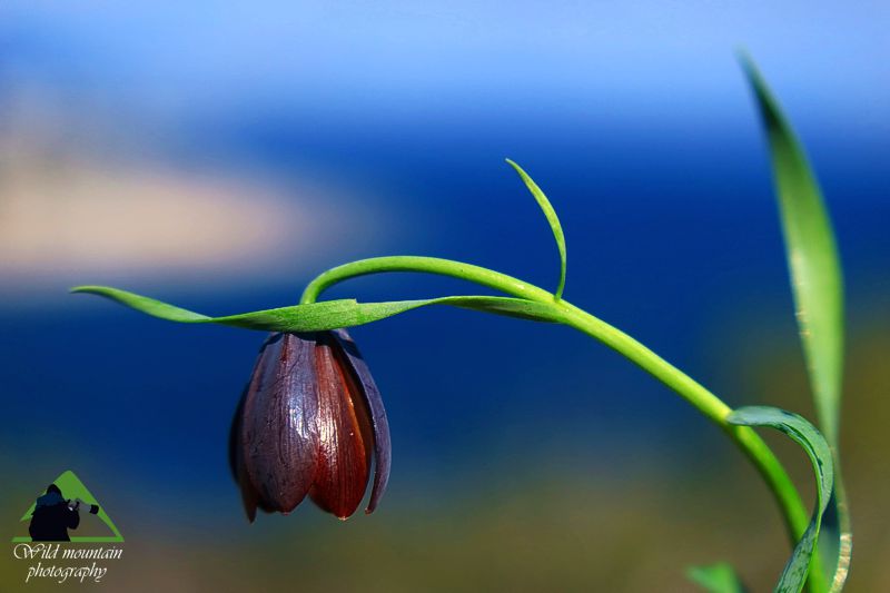 Λυκαβηττός topoguide