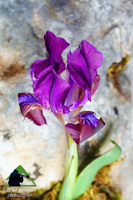 Λυκαβηττός topoguide