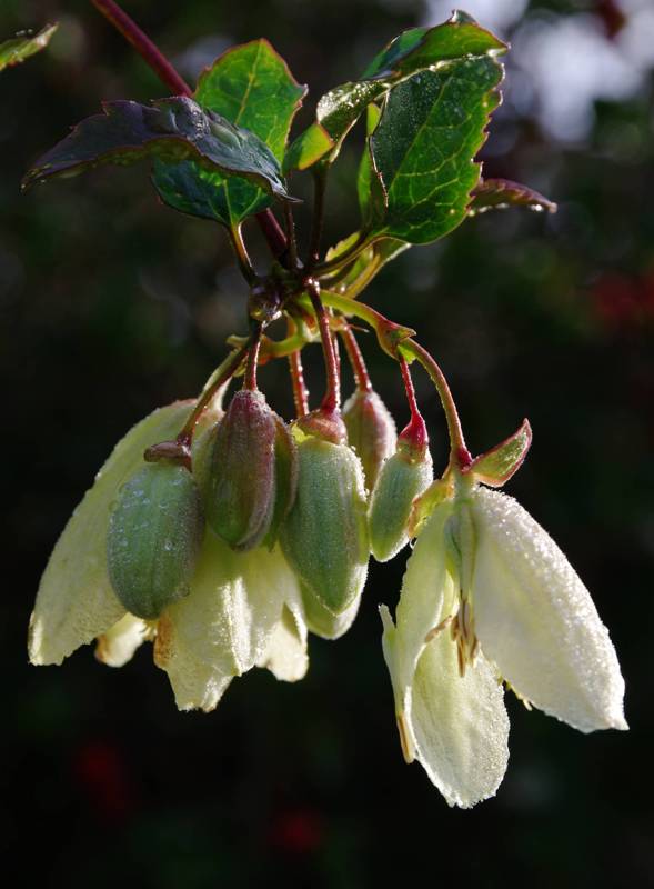 Λυκαβηττός topoguide