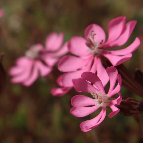 Silene colorata Μικρή Αττική