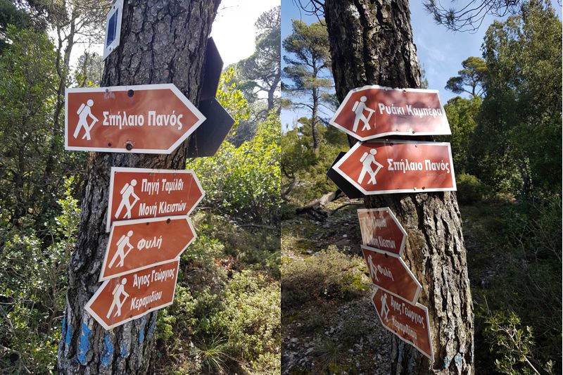 Τα μονοπάτια της Δυτικής Πάρνηθας, διαδρομή Μονή Κυπριανού-Διάσελο Πανός. Πινακίδες κατεύθυνσης σε πεύκο στο χωματόδρομο της Κιάφας Πίνη Πάρνηθα topoguide