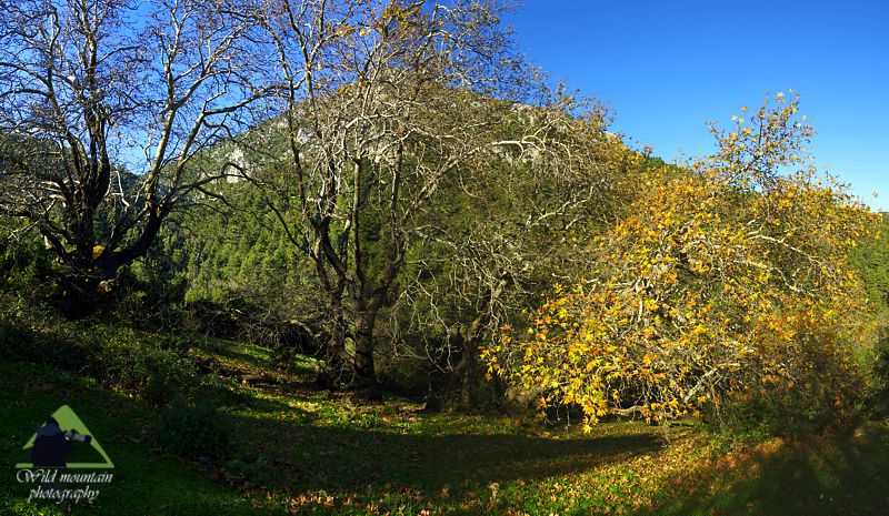 Τα μονοπάτια της Βόρειας Πάρνηθας, διαδρομή Σφενδάλη-Μόλα: Η Λάκκα Παλιομήλεσι Πάρνηθα topoguide
