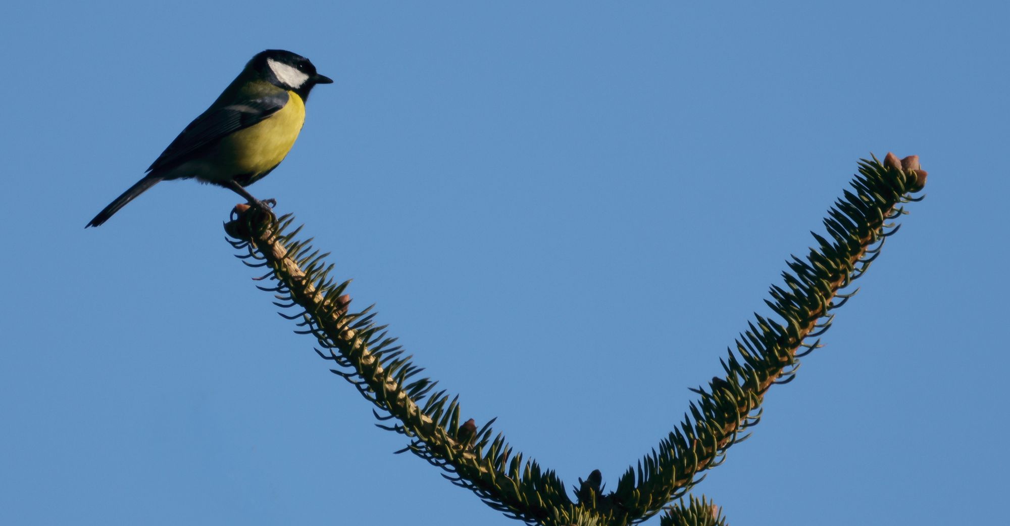 Τα πουλιά της Πάρνηθας: Καλόγερος (Parus major) στην κυκλική διαδρομή Σκίπιζα-Μπάφι Τα πουλιά της Πάρνηθας: Καλόγερος (Parus major) στην κυκλική διαδρομή Σκίπιζα-Μπάφι