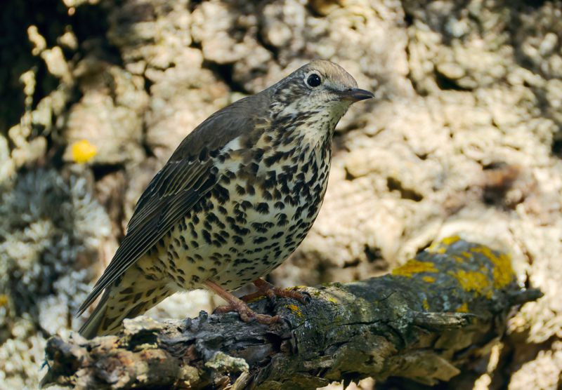 Τα πουλιά της Πάρνηθας: Τσαρτσάρα (Turdus viscivorus) Πάρνηθα topoguide