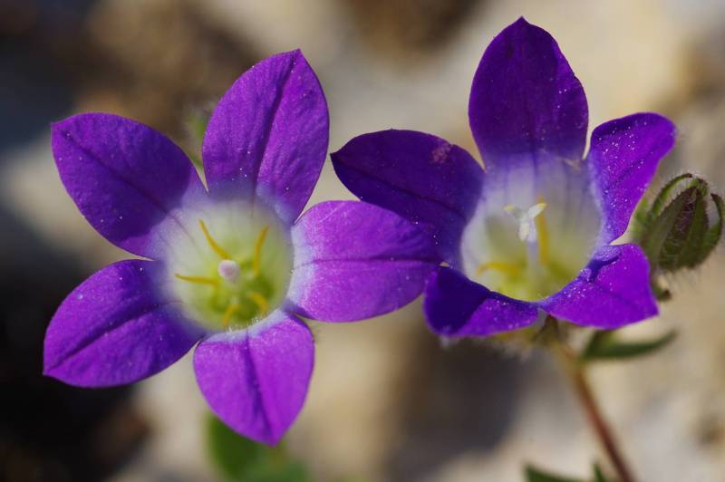 Campanula drabifolia