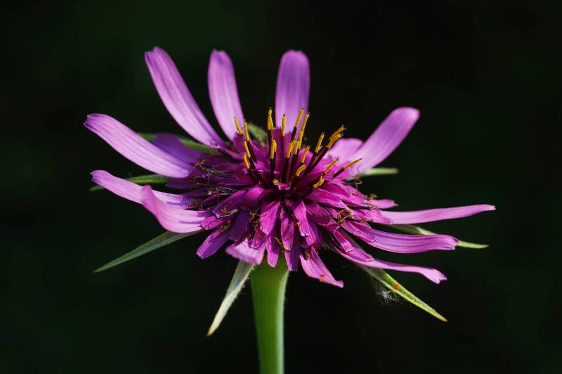 Tragopogon porrifolius