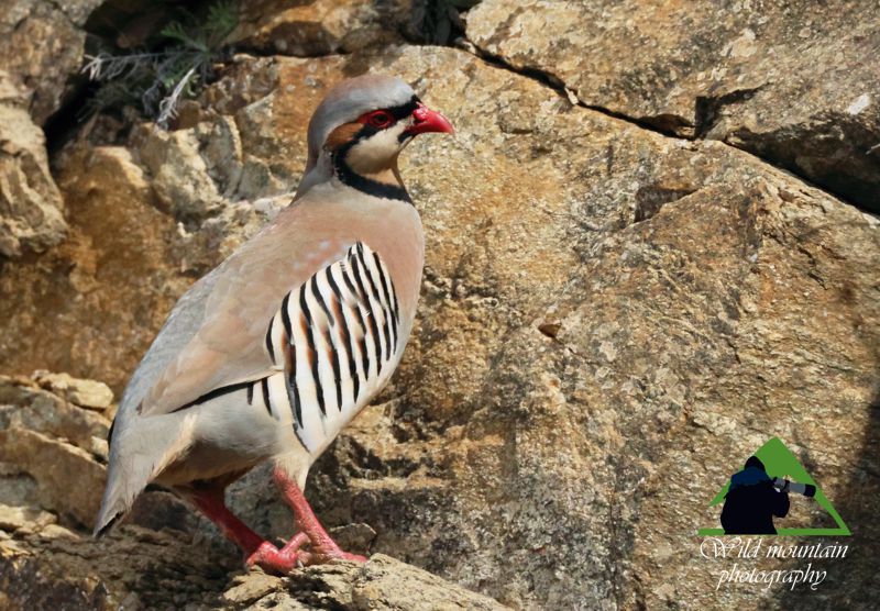 Alectoris chukar