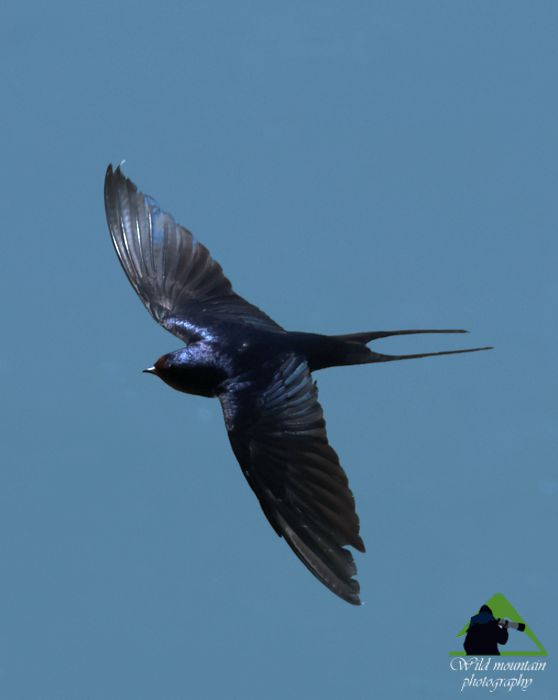 Hirundo rustica