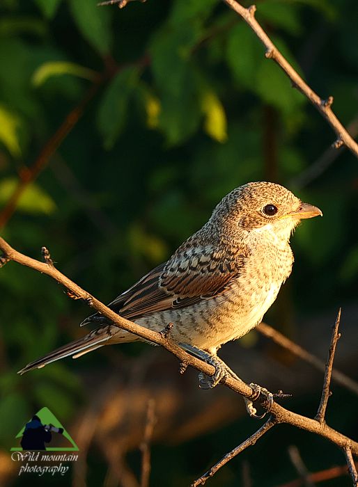 Lanius collurio