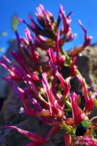 Πεντέλη topoguide