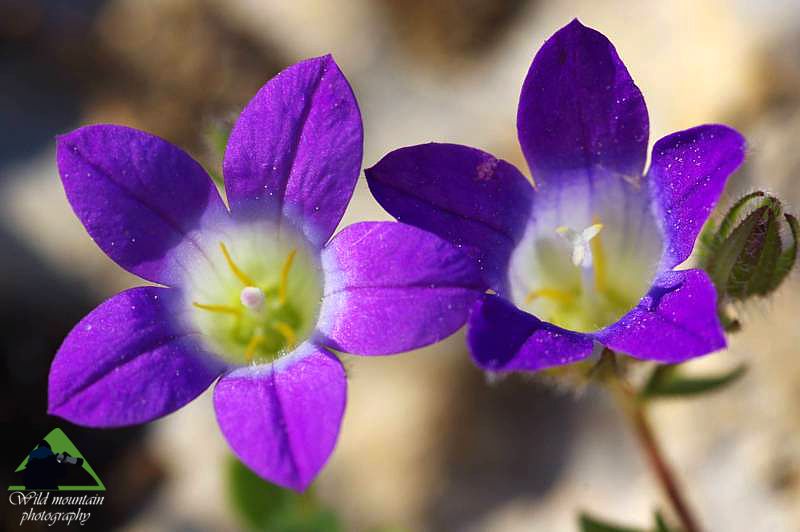 Πεντέλη topoguide