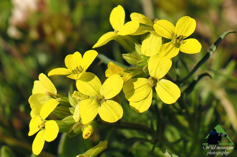 Πεντέλη topoguide