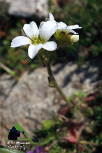 Πεντέλη topoguide