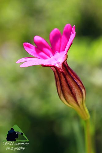 Πεντέλη topoguide