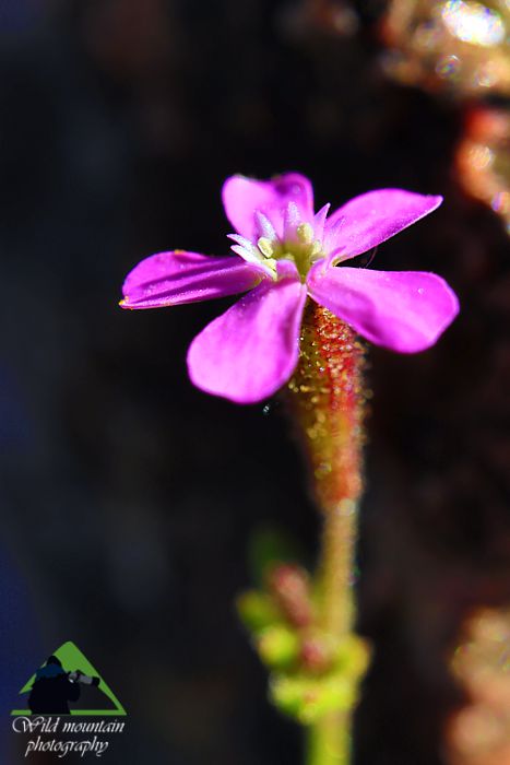 Πεντέλη topoguide