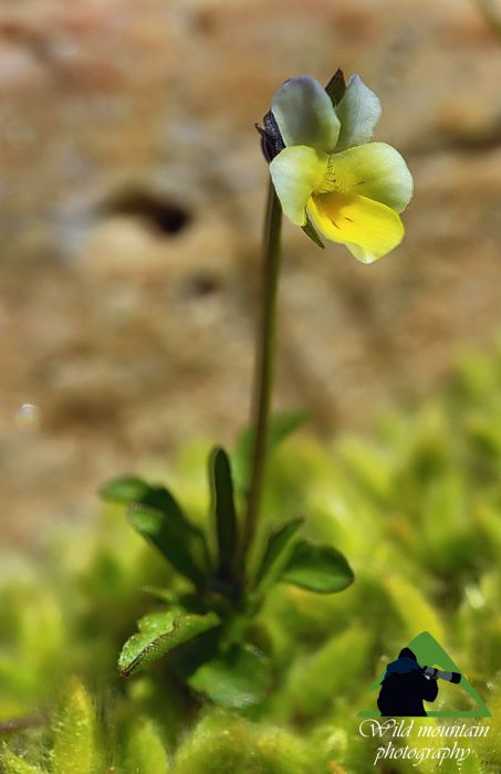 Πεντέλη topoguide