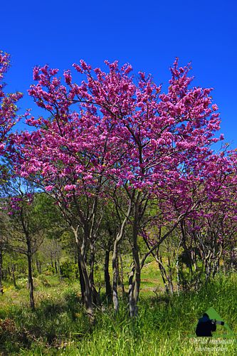 Πεντέλη topoguide