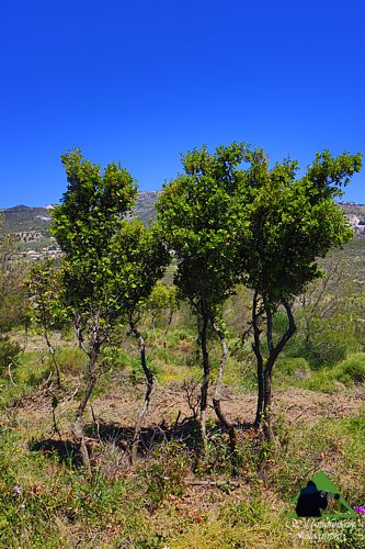 Πεντέλη topoguide