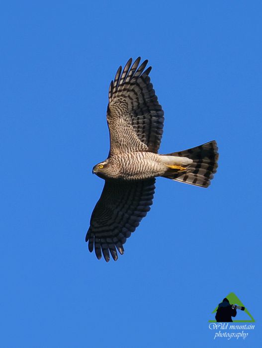 Πεντέλη topoguide