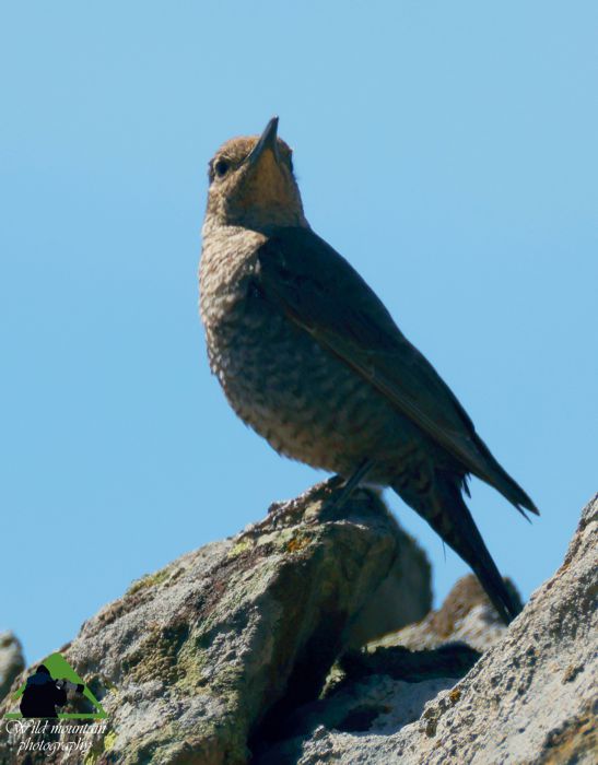 Πεντέλη topoguide