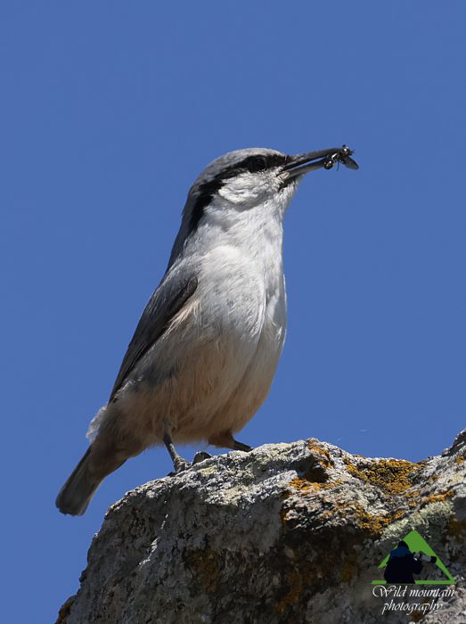 Πεντέλη topoguide