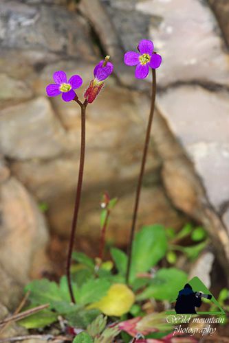 Πεντέλη topoguide