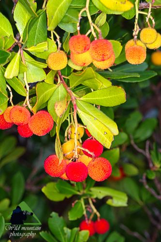 Πεντέλη topoguide