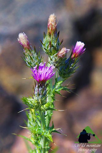 Πεντέλη topoguide